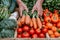 Unidentified chef gathering ripe organic vegetables in a beautiful rural farming setting