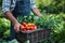 Unidentified Cook Gathers Freshly Grown Produce From A Thriving Farm