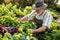 Unidentified Cook Gathers Freshly Grown Produce From A Thriving Farm Standard