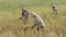 Unidentified farmer woman using sickle to harvesting rice in field.