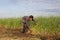 Unidentified farmers harvest cyperus malaccensis in Nga Son, Thanh Hoa, Vietnam