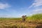 Unidentified farmers harvest cyperus malaccensis in Nga Son, Thanh Hoa, Vietnam