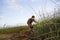 Unidentified farmers harvest cyperus malaccensis in Nga Son, Thanh Hoa, Vietnam