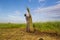 Unidentified farmers harvest cyperus malaccensis in Nga Son, Thanh Hoa, Vietnam