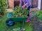 Unidentified female gardener transferring hedge clippings from brown bin to a wheel barrow to cart away