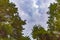 Unidentified fixed wing aircraft on a blue  sky framed by trees