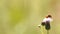Unidentified fly on flower