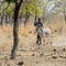 Unidentified Fulani man tries to withhold the bull in the local