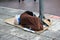 Unidentified homeless person sleeping on street pavement