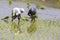 Unidentified Indian farmer woman works in South Indian Tamil Nadu