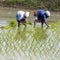 Unidentified Indian farmer woman works in South Indian Tamil Nadu