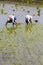 Unidentified Indian farmer woman works in South Indian Tamil Nadu