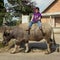 Unidentified Indonesian child riding water buffalo