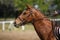 Unidentified jumping rider on horseback overcomes barriers