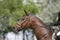 Unidentified jumping rider on horseback overcomes barriers