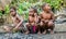 Unidentified little girls and boy of Dugum Dani tribe