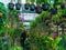 Unidentified man looks for orchid plants in a nursery shop