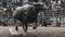 The unidentified men control their buffalo for running in a racing sport, and the unidentified villagers cheer up