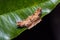 Unidentified moth on green leaf