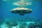 unidentified object ufo underwater covered with rust and algae