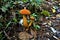 Unidentified orange-brown mushrooms in Juan Castro Blanco National Park