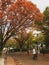 Unidentified people enjoying autumn season colours at Osaka Castle Park in Osaka, Japan