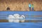 Unidentified people watching Mute swans swimming in a pond