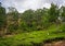 Unidentified people working in a tea plantation, Munnar is best known as India`s tea capital.