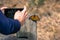 Unidentified person taking a photo of a Monarch Butterfly resting on a wooden post; Pismo Beach Monarch Butterfly Sanctuary,