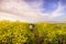 Unidentified person walking on a path lined up with Black mustard Brassica nigra wildflowers, San Jose, San Francisco bay area,