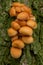 unidentified photograph of fungi isolated from natural background