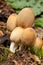 unidentified photograph of fungi isolated from natural background