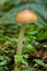 unidentified photograph of fungi isolated from natural background