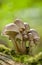 unidentified photograph of fungi isolated from natural background