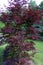Unidentified Red Maple  823057