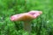 Unidentified red mushroom