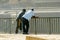 Unidentified Senegalese two men lean on the fence on the coast