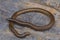 Unidentified shieldtail, Uropeltis snake form Bangalore, Karnataka