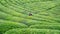 Unidentified tea picker young girl tea garden Rize Turkey East Blacksea