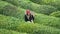 Unidentified tea picker young girl tea garden Rize Turkey East Blacksea