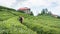 Unidentified tea picker young girl tea garden Rize Turkey East Blacksea