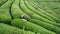 Unidentified tea picker young girl tea garden Rize Turkey East Blacksea