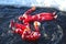 Unidentified tourists geared up with a survival suit ice swim in frozen Baltic Sea.