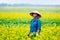 An unidentified woman happily harvesting vegetables on the fields. This is a large vegetation farm on tidal soil growing vegetable