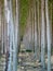 Uniform Poplar Trees in Oregon