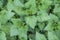 Uniform uniform background of growing fresh young nettles