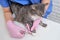 A uniformed doctor cuts the claws of a cat at a pet clinic