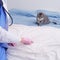 A uniformed doctor and a pet cat make contact when the vet calls the patient home