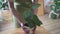 Uniformed worker puts a house plant on the table, close-up. Botany and gardening. Growing beautiful green home flowers