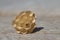 Uninhabited small wasps nest, containing 3 wasp eggs. Macro image